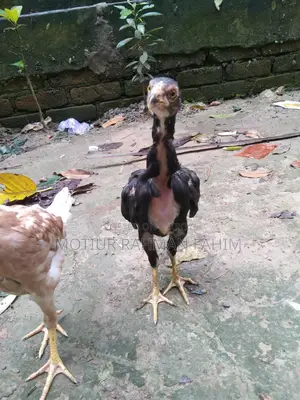 Original Indian Bloodline Aseel Chicks