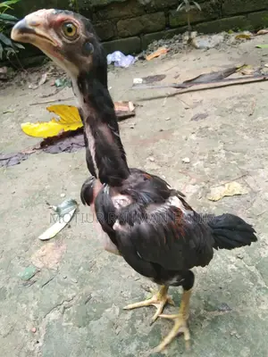 Original Indian Bloodline Aseel Chicks