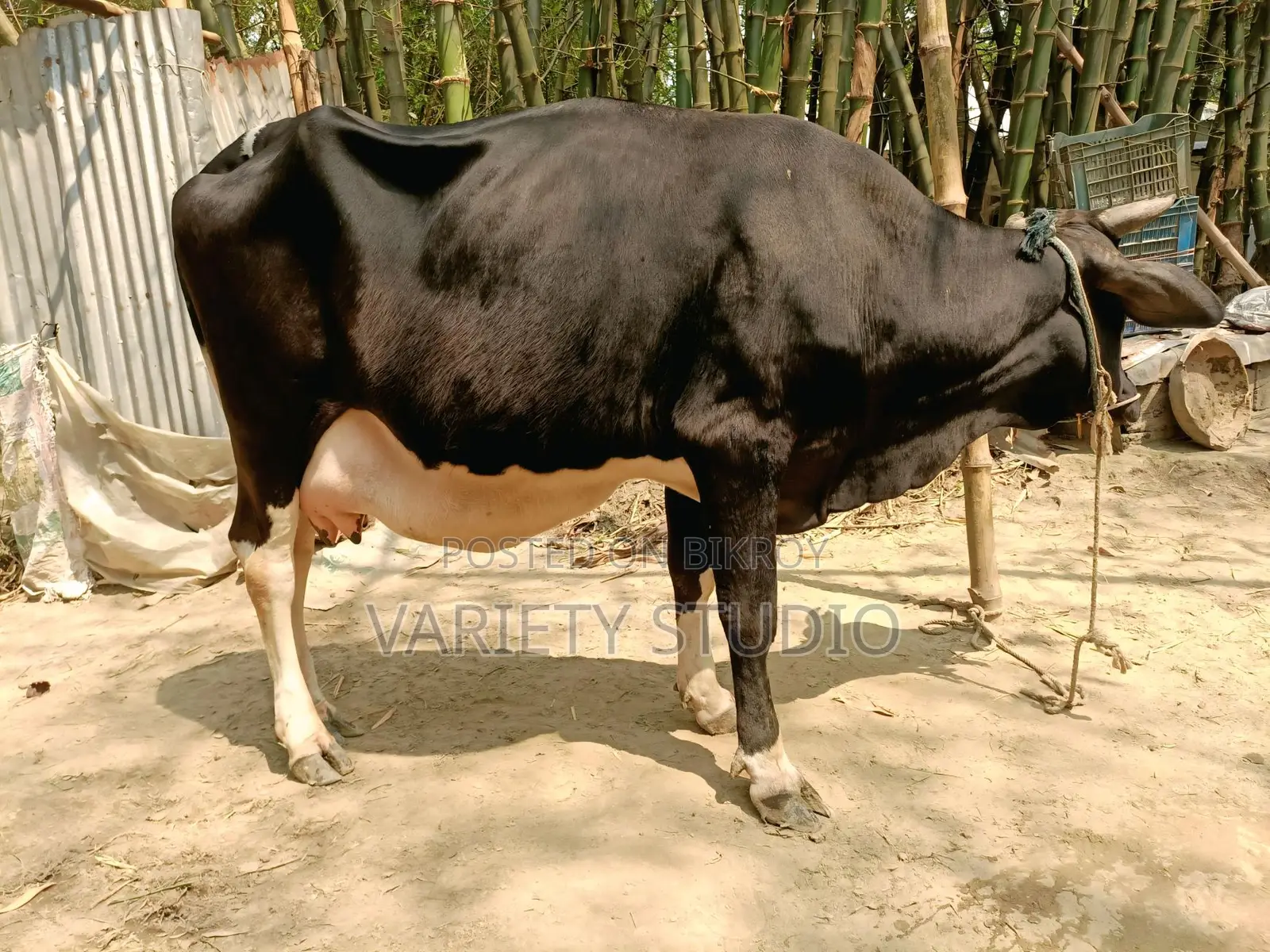 Australian Large Cow
