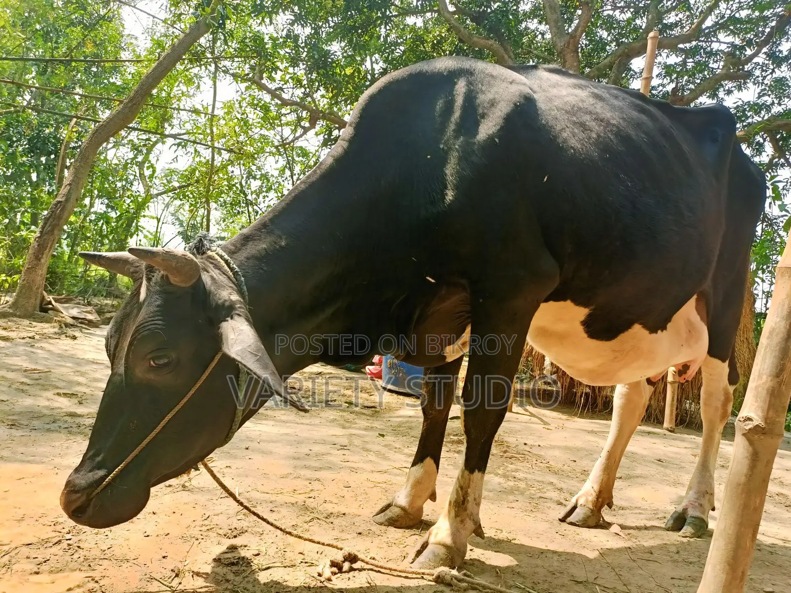 Australian Large Cow