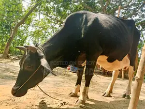 Australian Large Cow