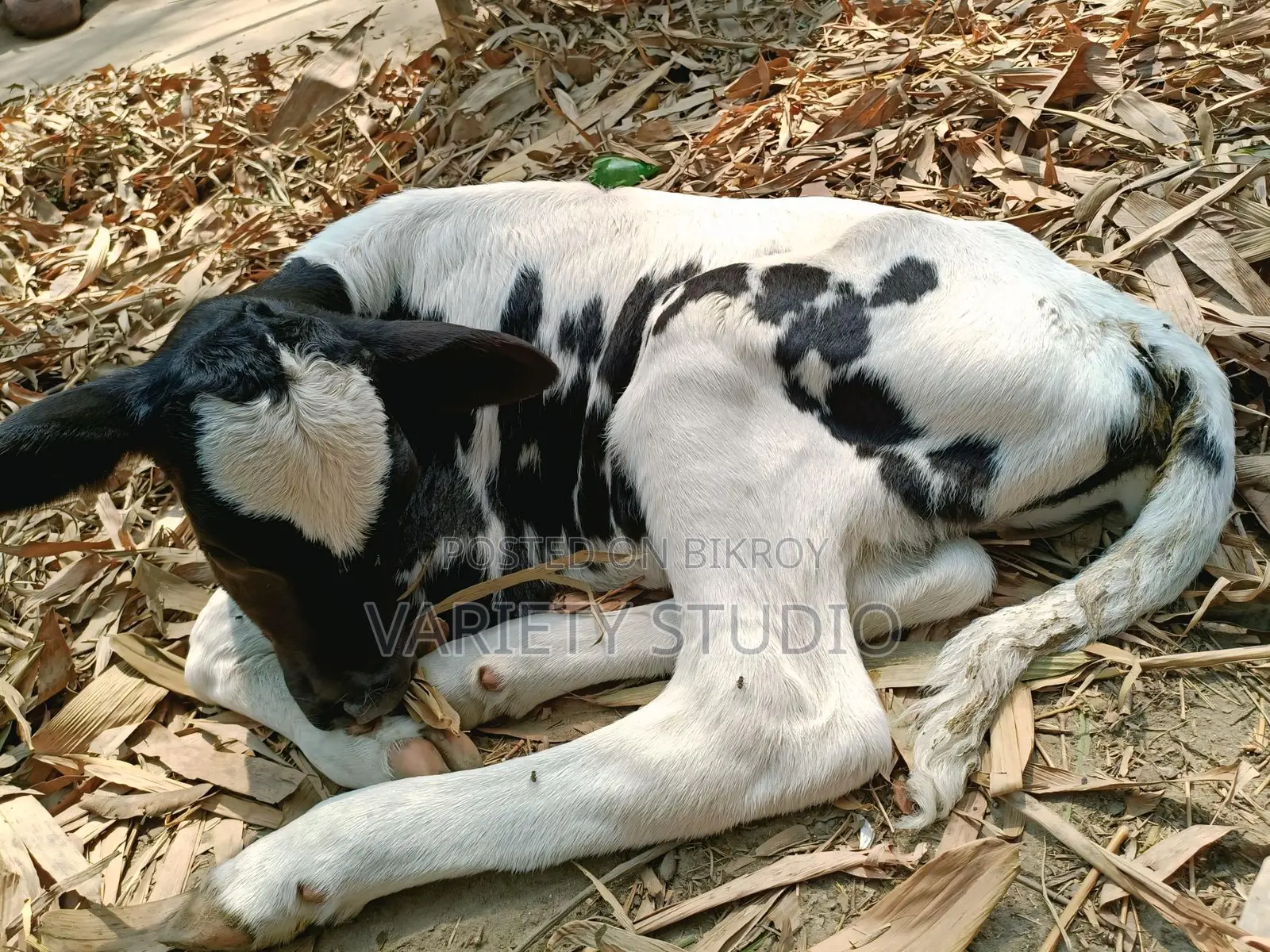 Australian Large Cow