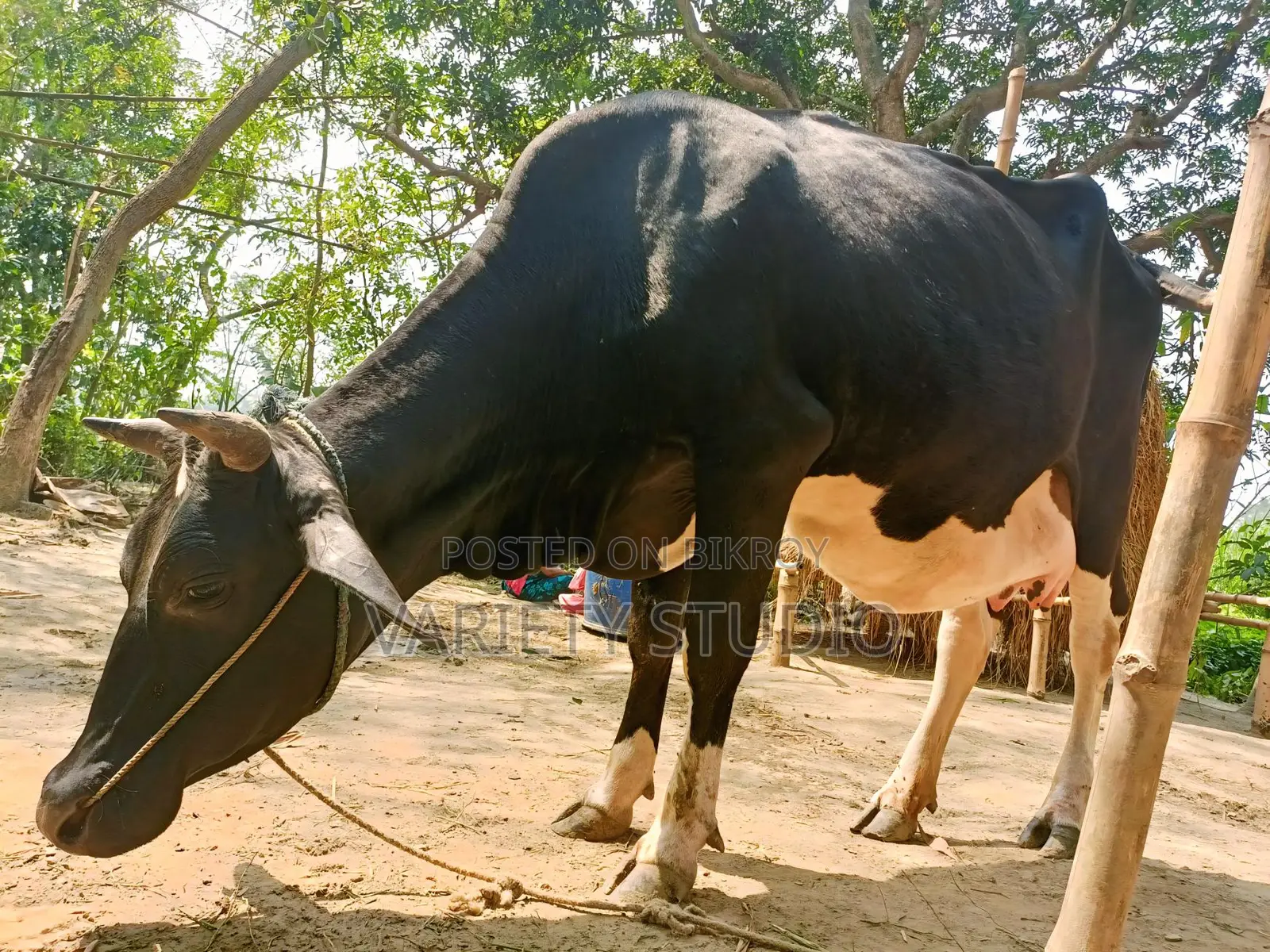 Australian Large Cow