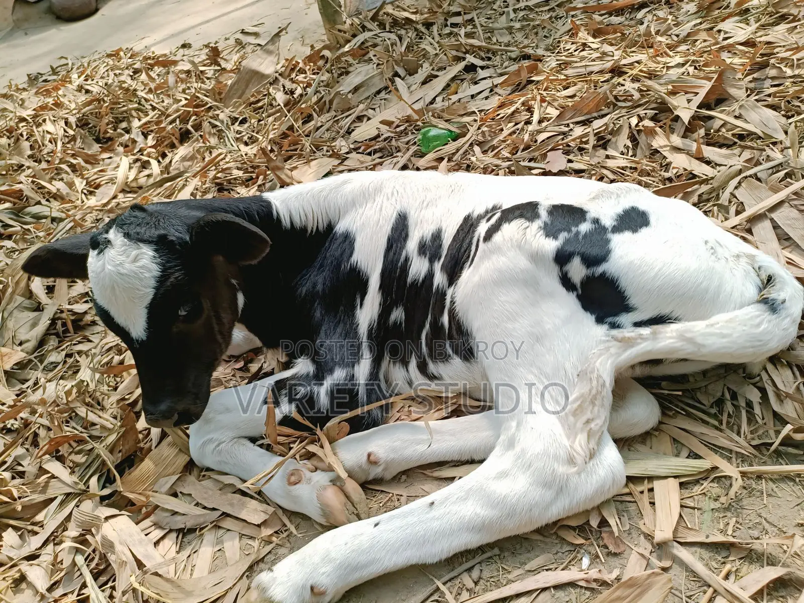 Australian Large Cow