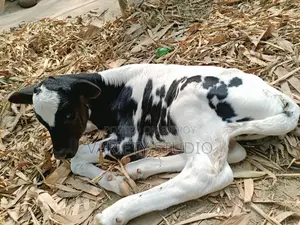 Australian Large Cow