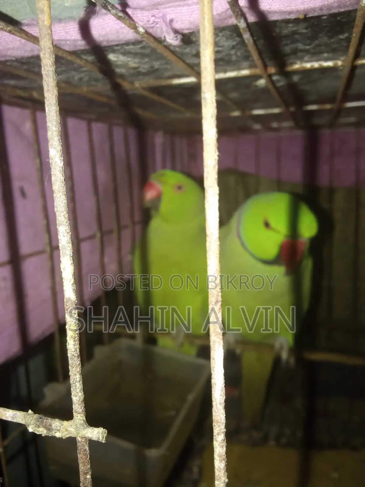 রানিং গ্রিন রিংনেক টিয়া
