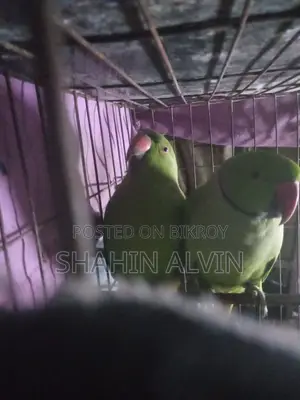 রানিং গ্রিন রিংনেক টিয়া