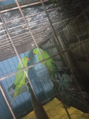 রানিং গ্রিন রিংনেক টিয়া