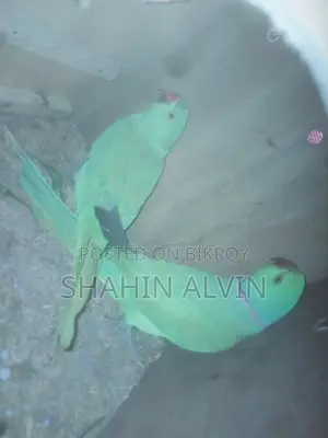 রানিং গ্রিন রিংনেক টিয়া