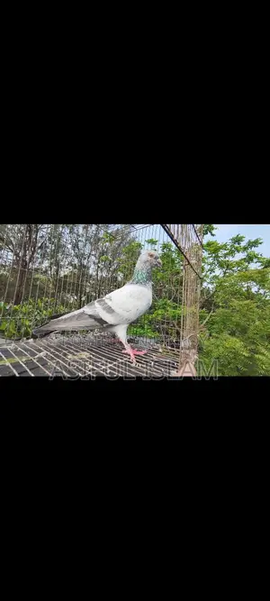 Big Size Sabji Racer Male & Afsan Grizzle Male