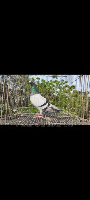 Big Size Sabji Racer Male & Afsan Grizzle Male
