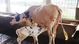 ১১৭২নং গাভী কিনুন ভালো জাতের নিঃসন্ধেহে ।