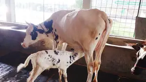 ১১৭২নং গাভী কিনুন ভালো জাতের নিঃসন্ধেহে ।