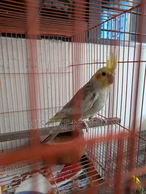 ককাটেইল মেল