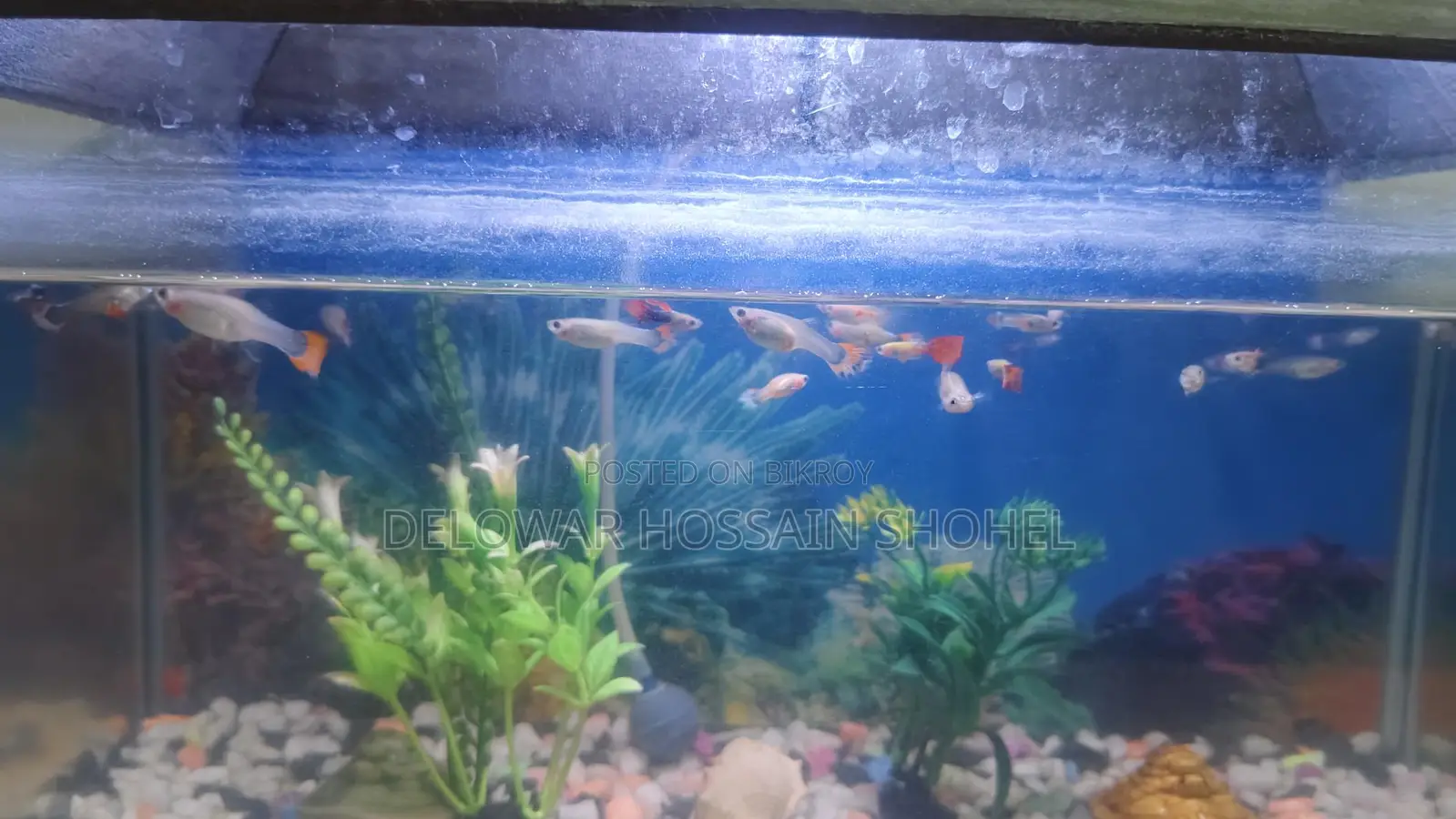 Aquarium Fish Used