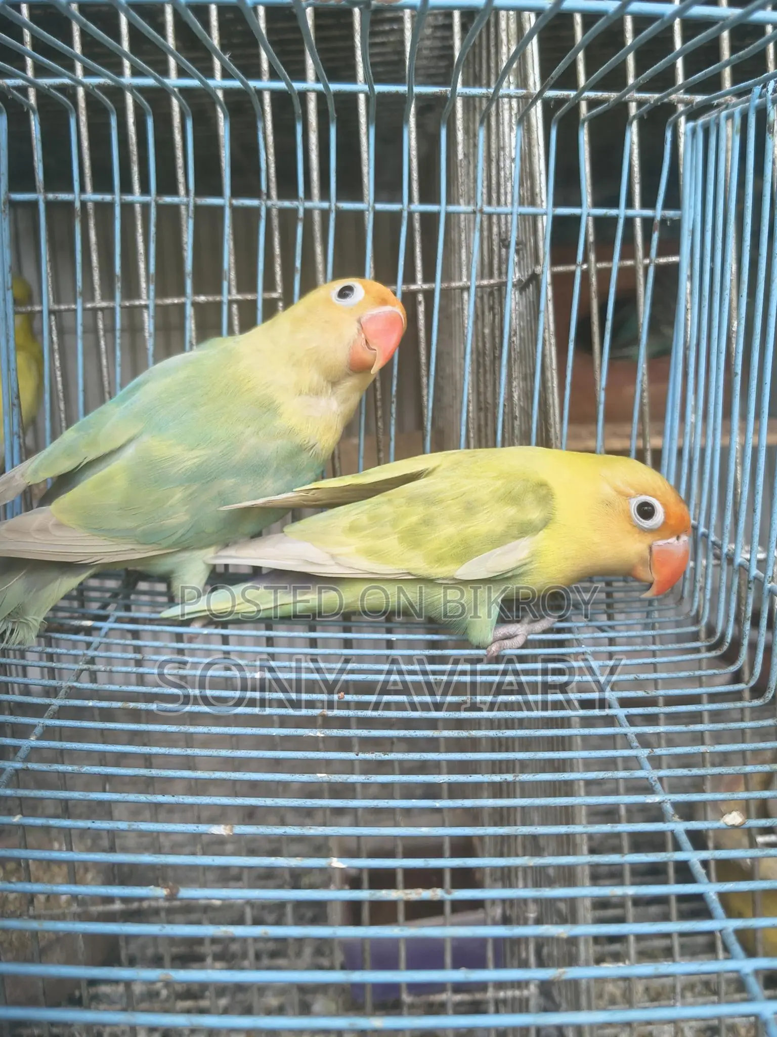 Running Love Bird Parblue