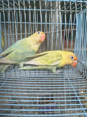 Running Love Bird Parblue
