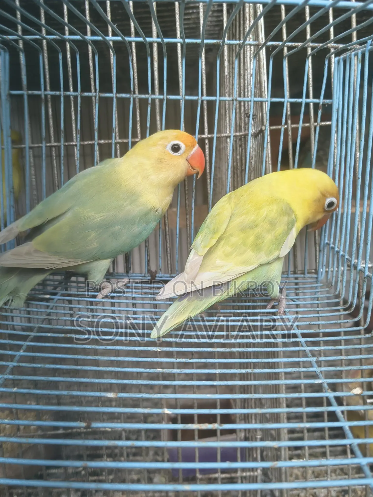 Running Love Bird Parblue