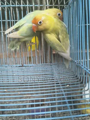 Running Love Bird Parblue