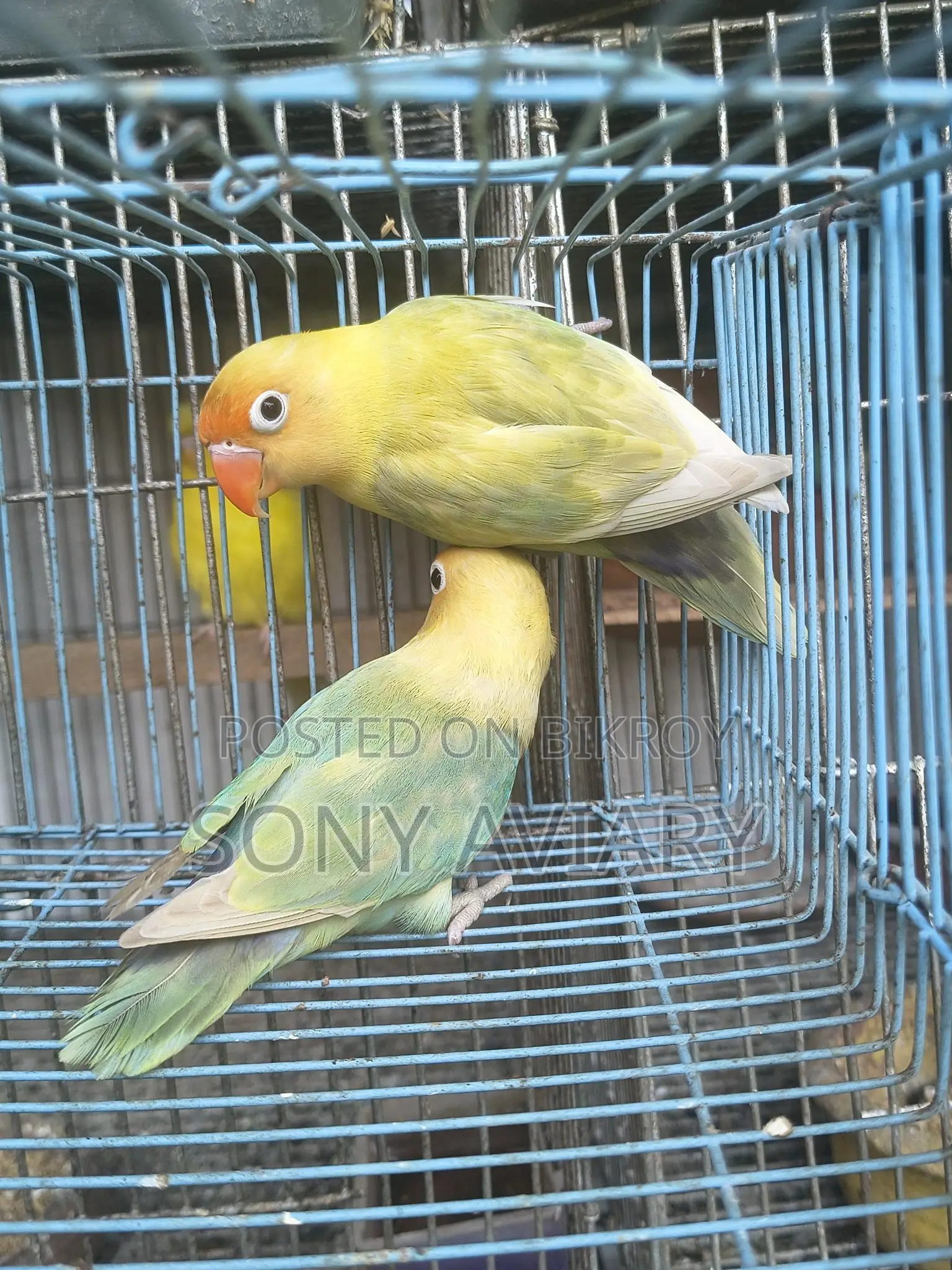 Running Love Bird Parblue
