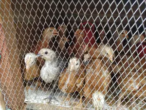 Original Tiger Chicken