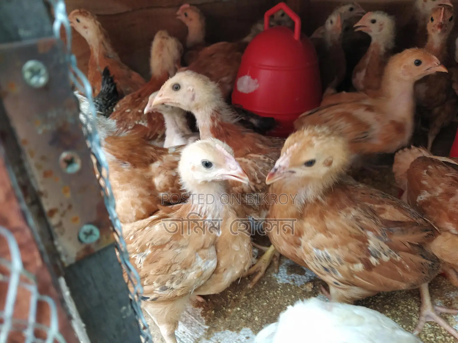 Original Tiger Chicken