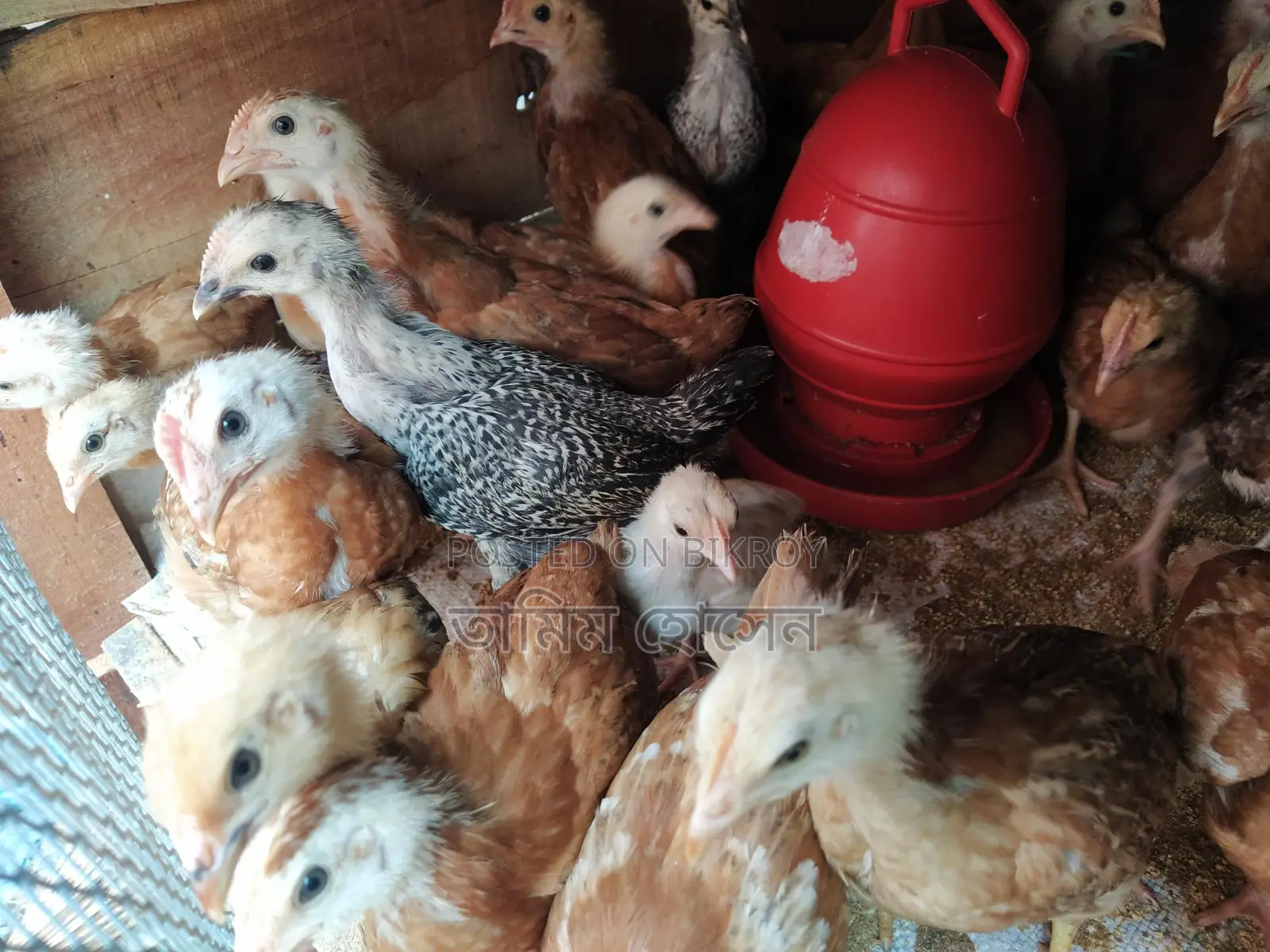 Original Tiger Chicken