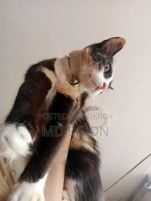 অরজিনিয়াল পার্শিয়ান মিক্স ব্রিড