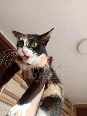 অরজিনিয়াল পার্শিয়ান মিক্স ব্রিড