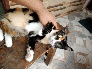 অরজিনিয়াল পার্শিয়ান মিক্স ব্রিড