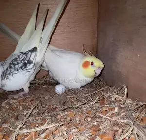 Running Pair