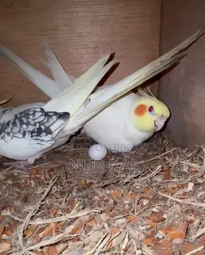 Running Pair