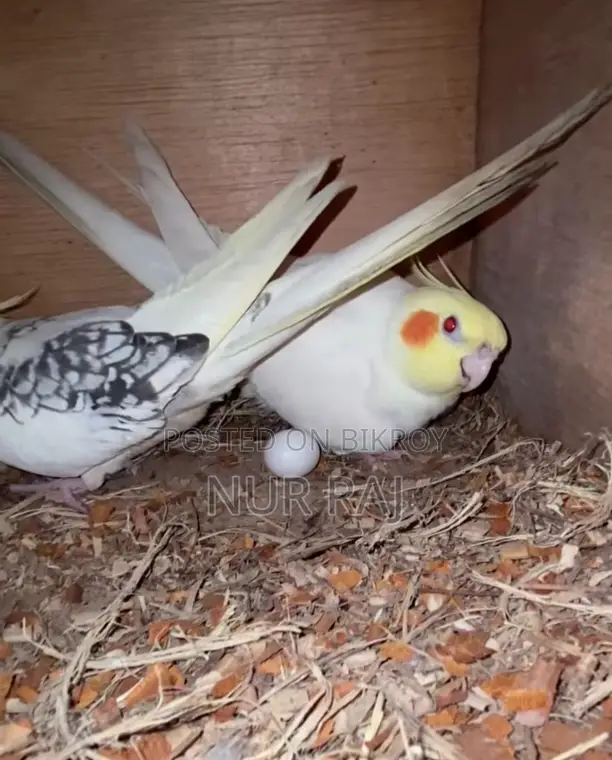 Running Pair