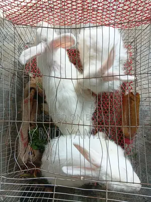 Foreign Rabbit