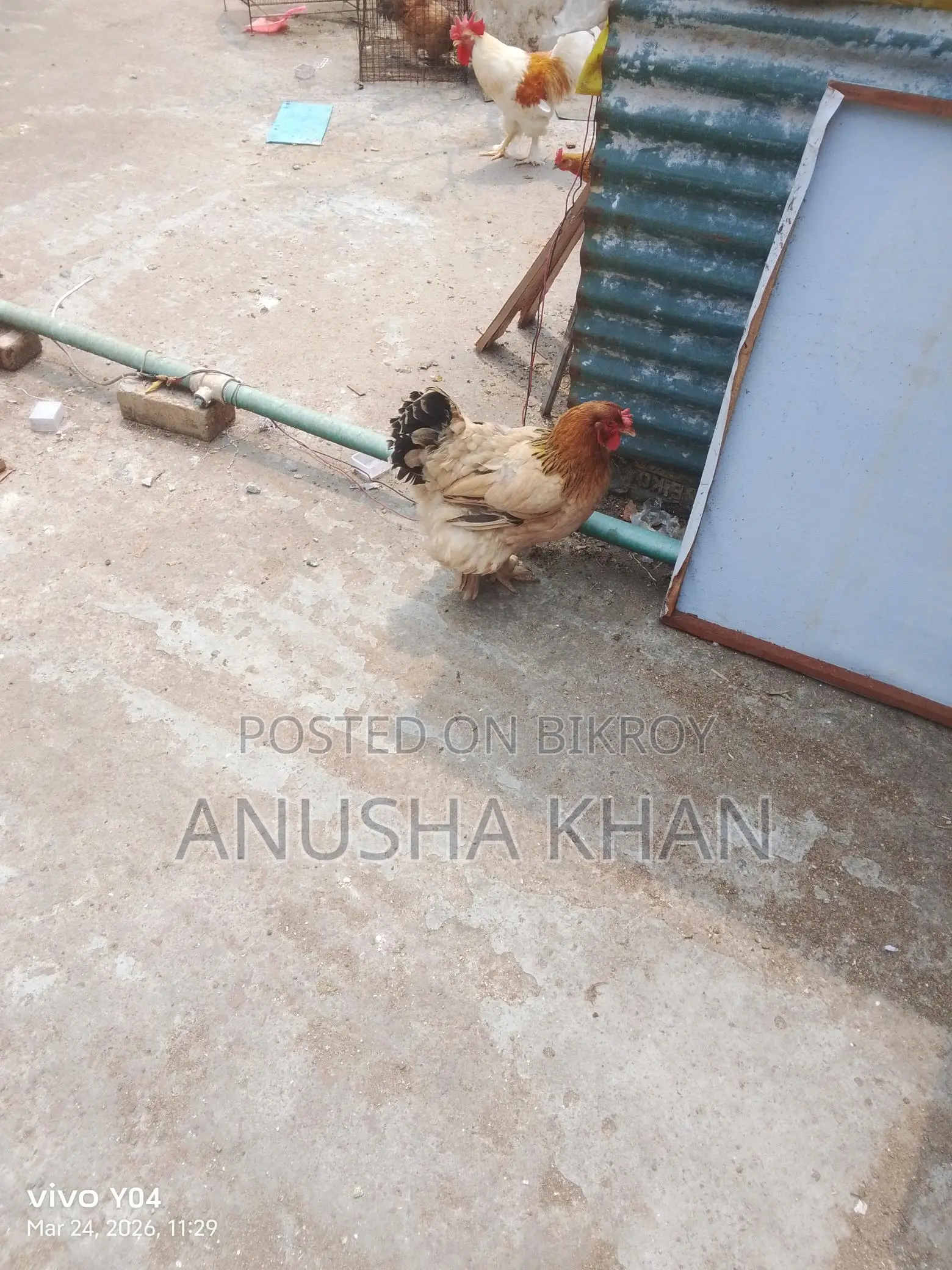 ব্রহ্মা মুরগি