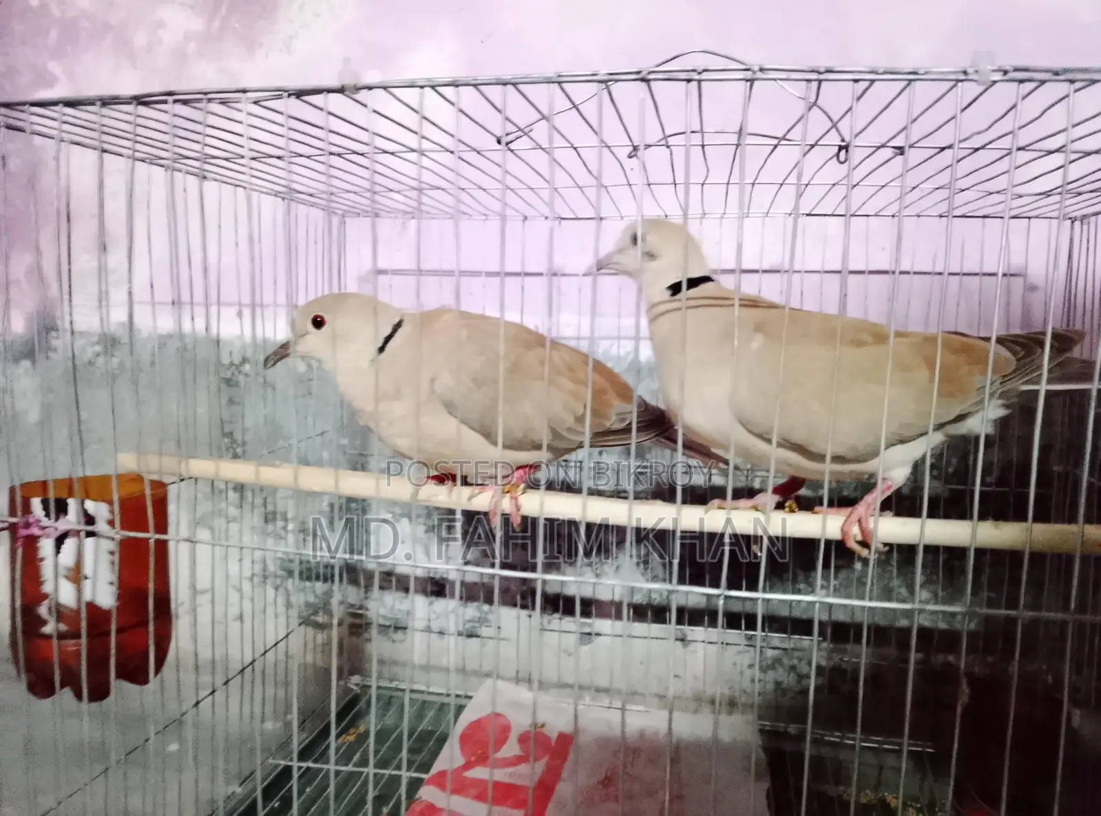 Australian Dove