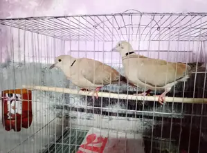 Australian Dove