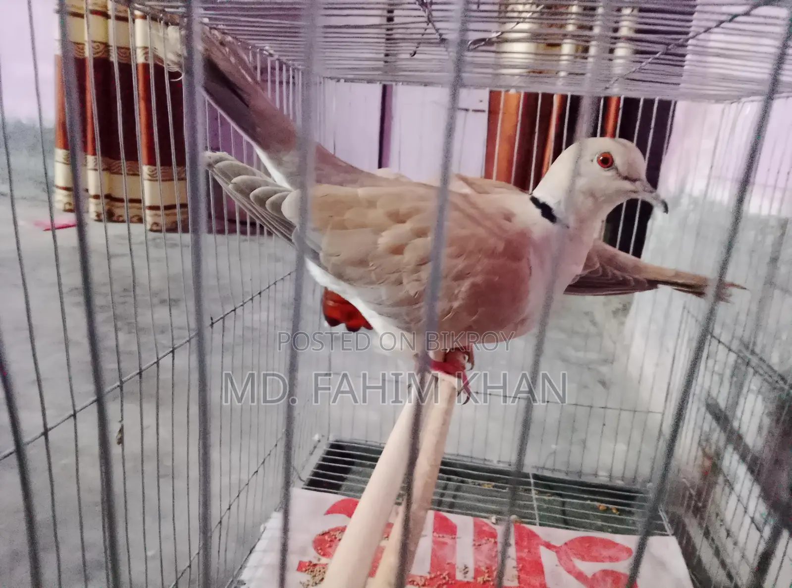 Australian Dove