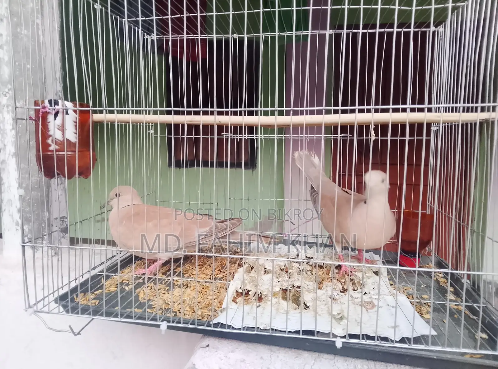Australian Dove