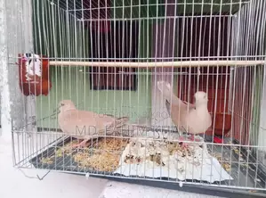 Australian Dove