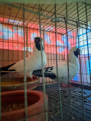 Pair of Pigeons for Sale