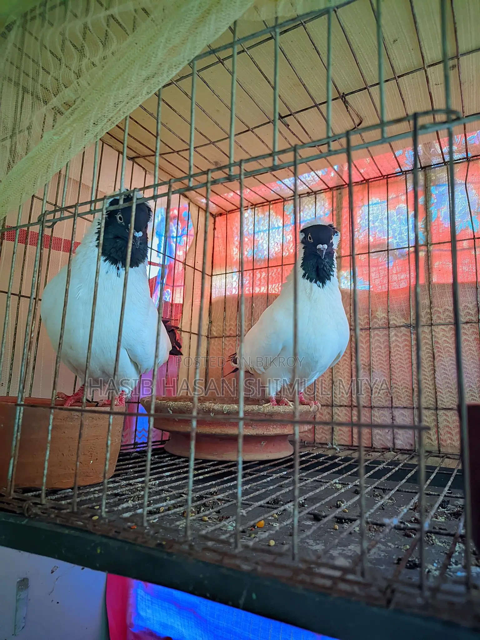 Pair of Pigeons for Sale