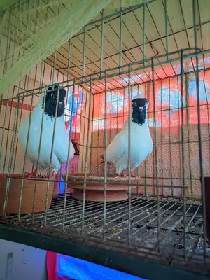 Pair of Pigeons for Sale