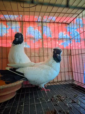 Pair of Pigeons for Sale