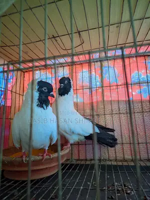 Pair of Pigeons for Sale