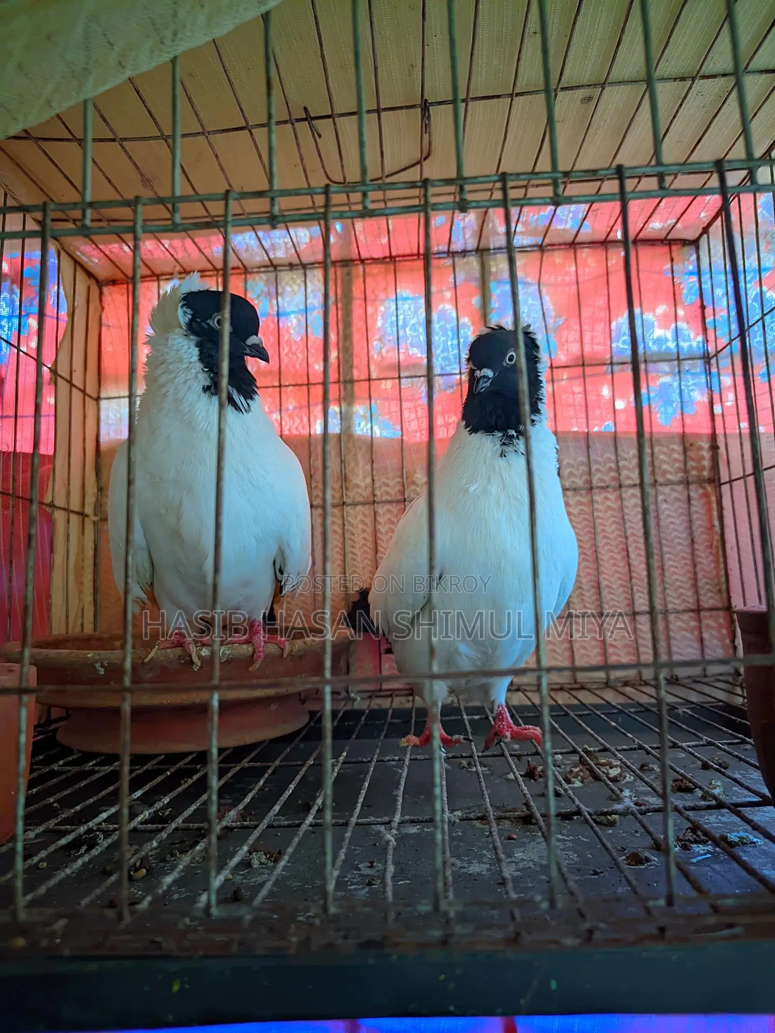 Pair of Pigeons for Sale