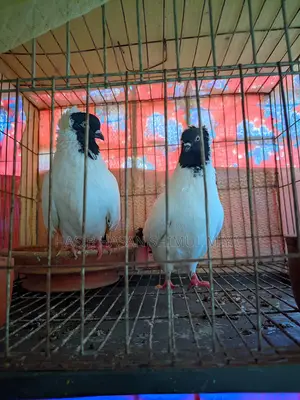 Pair of Pigeons for Sale