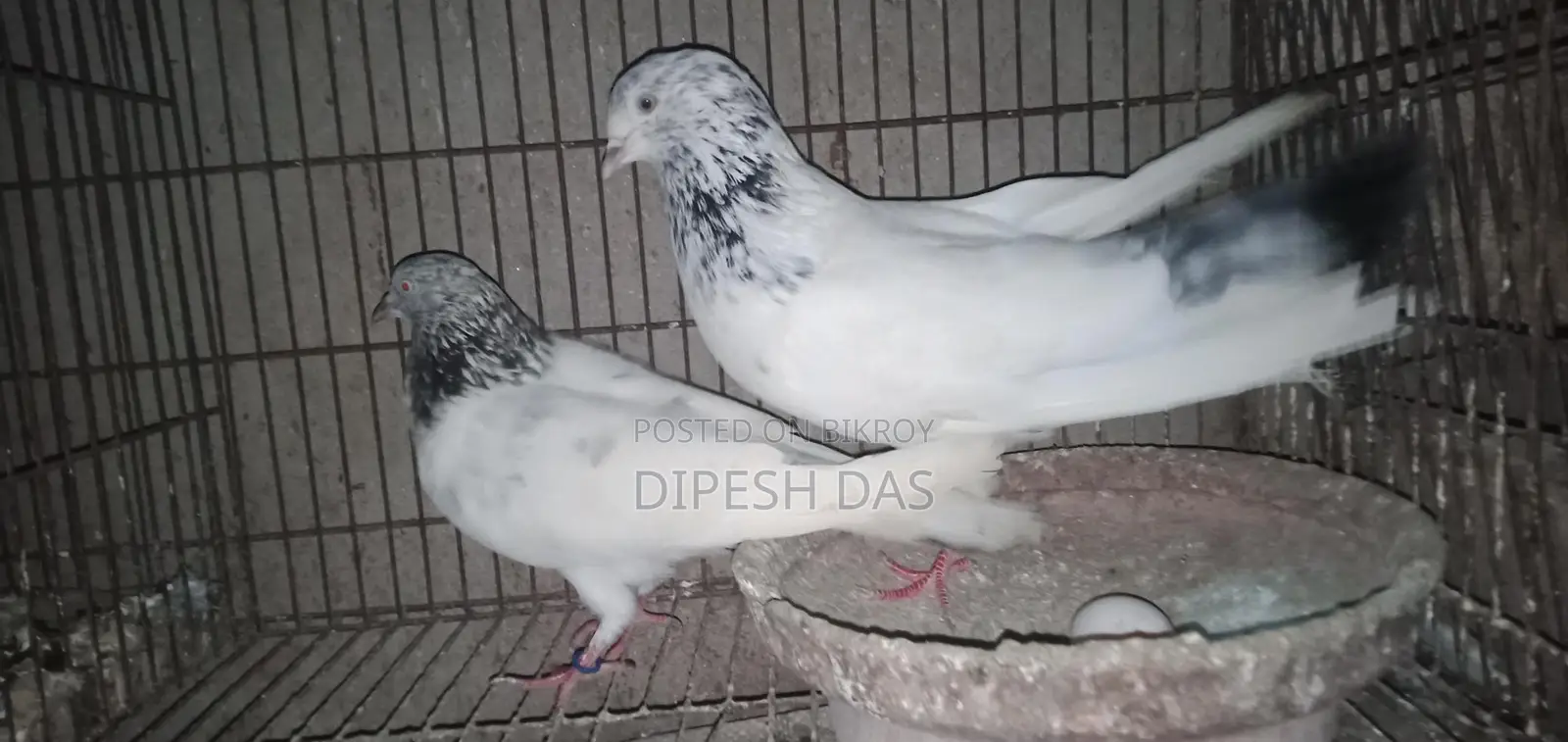 Red-necked Golden and Chat Female Pigeon