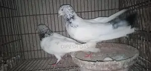 Red-necked Golden and Chat Female Pigeon