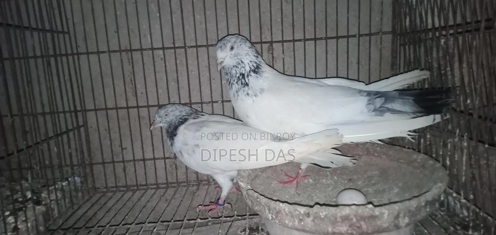 Red-necked Golden and Chat Female Pigeon